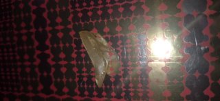Zapato Cenicienta y Cojín Rosa