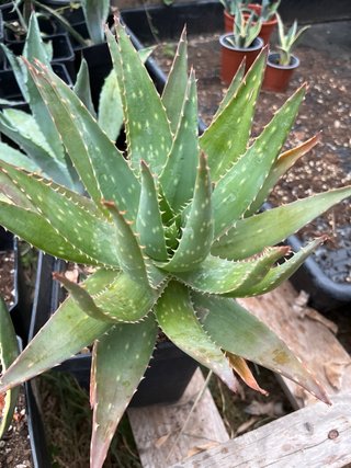 Aloe maculata se regala