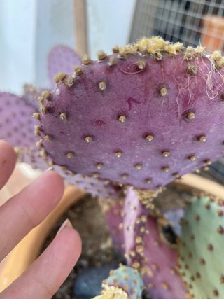 Opuntia Santa Rita Morada COLECCIONISTAS