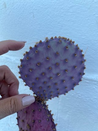 Opuntia Santa Rita Morada COLECCIONISTAS