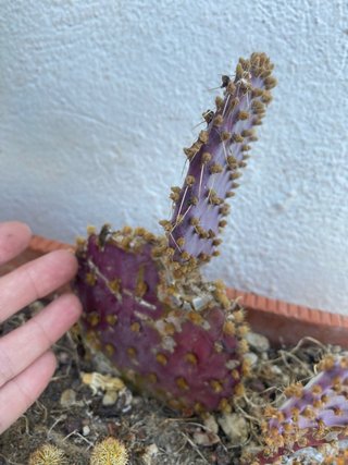 Opuntia Santa Rita Morada COLECCIONISTAS
