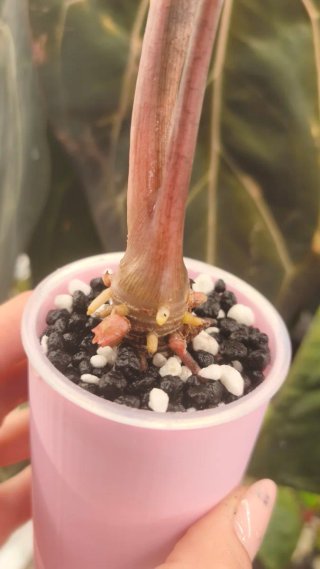 Alocasia Polly Albo Pink Snowflake