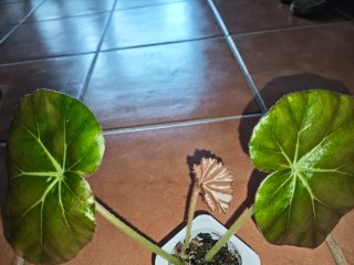 Begonia Nenúfar Planta