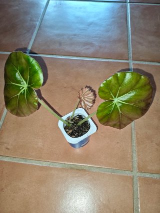 Begonia Nenúfar Planta