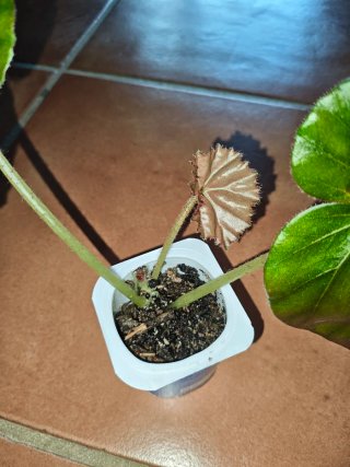 Begonia Nenúfar Planta