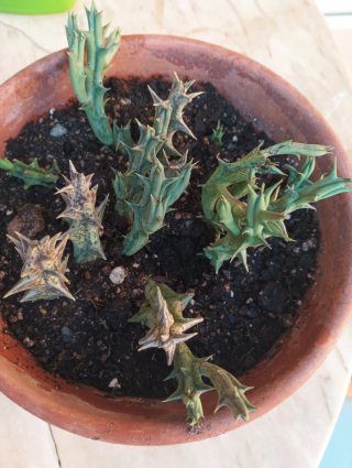 Orbea Asclepiadáceas Maceta Doble