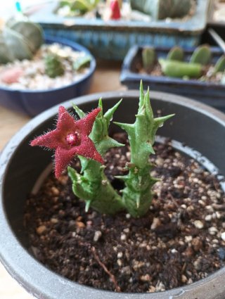 Orbea Asclepiadáceas Maceta Doble