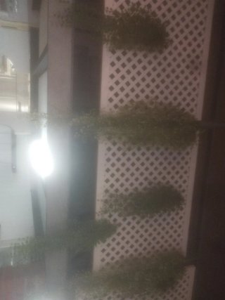 Plantas decorativas para interior
