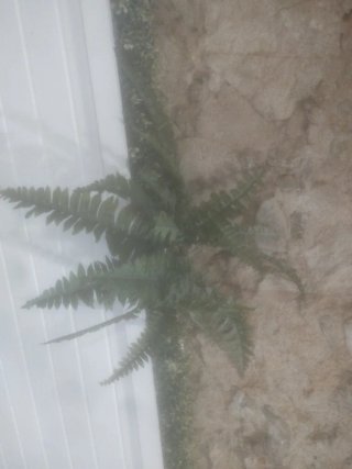Plantas decorativas para interior