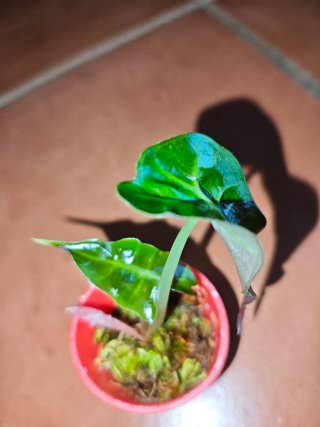 Alocasia Amazonica Polly