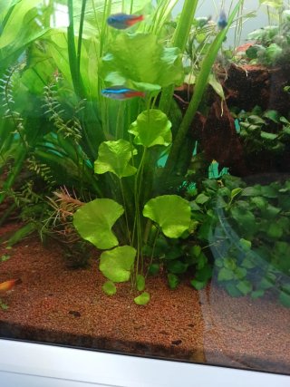 Nymphoides Hydrophylla Taiwan
