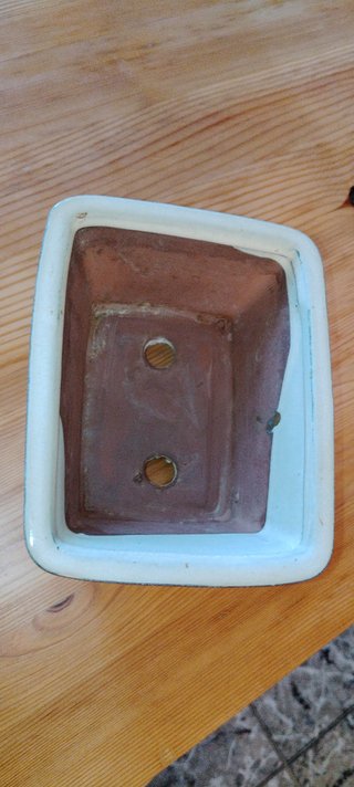 MACETA DE BONSAI