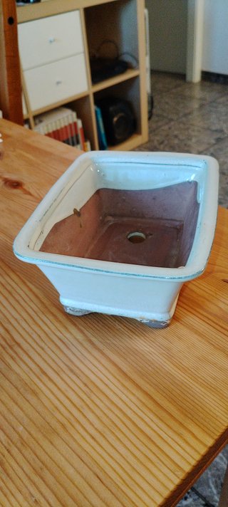 MACETA DE BONSAI