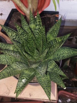 Gasteraloe 'Flow' Suculenta