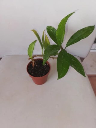 Hoya pubicalyx