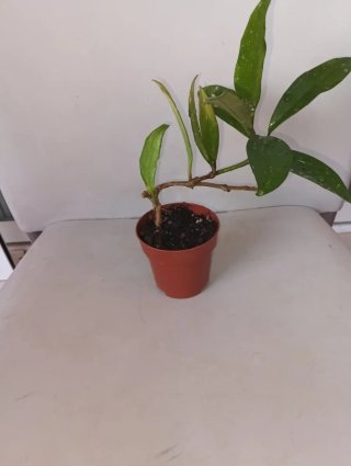 Hoya pubicalyx
