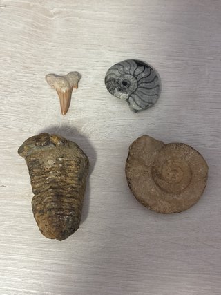 Lote Fósiles: Diente Tiburón, Trilobites, Amonites