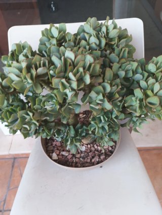 Planta Jade Rizado Crassula Arborescens