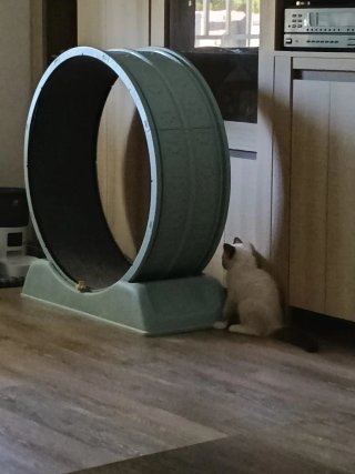 Rueda Ejercicio Gato Plástico