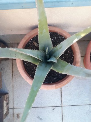 Planta Aloe Vera Grande