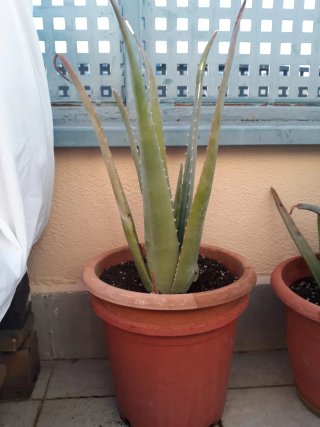 Planta Aloe Vera Grande