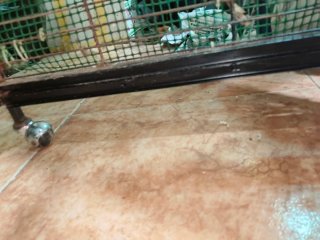 Jaula Ica 60 Grande Hurones Cobayas Chinchillas