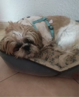Cuido a tu mascota