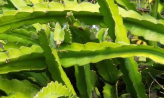 50 esquejes de pitahaya Jindu