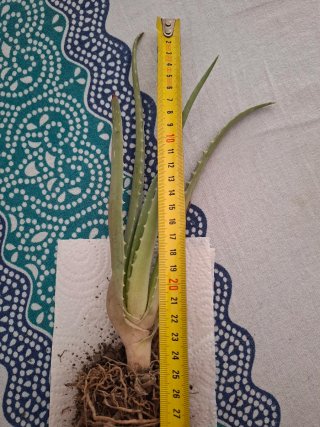 Planta Aloe Vera con Raíces