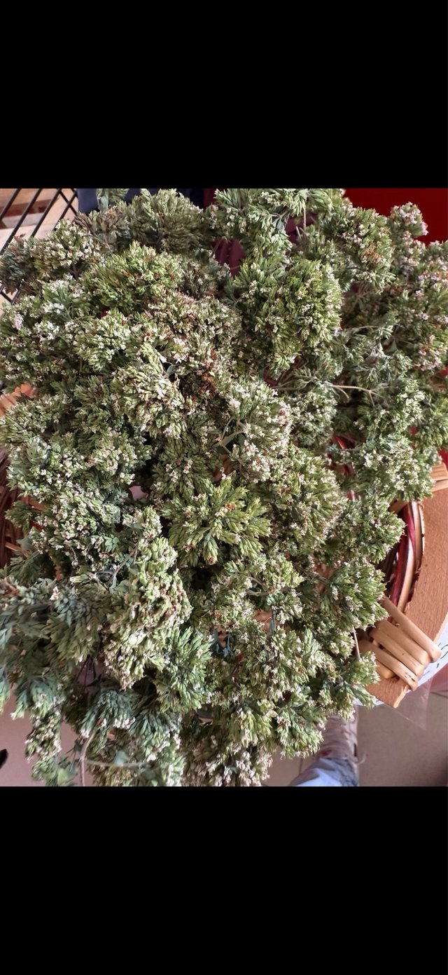 Origano Locale Fresco in Contenitori