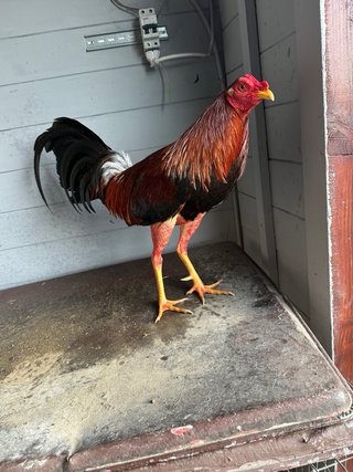Gallos y gallinas