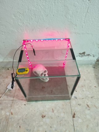 Terrario cristal con calavera y luces LED