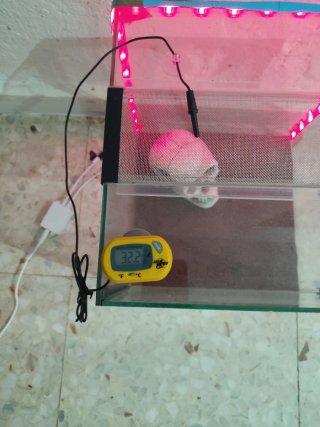 Terrario cristal con calavera y luces LED