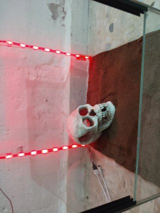 Terrario cristal con calavera y luces LED
