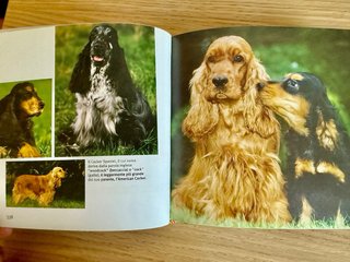 Libro I cani. Ediz. illustrata