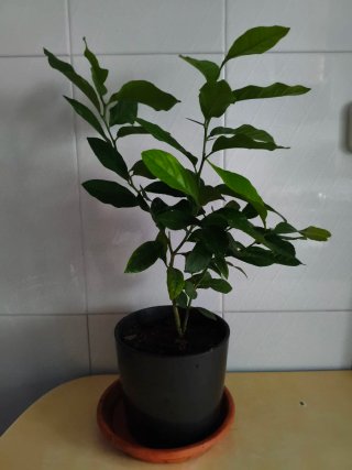 Limonero Eureka 4 estaciones