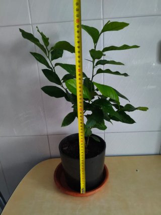 Limonero Eureka 4 estaciones