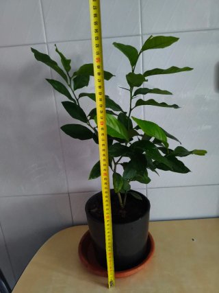 Limonero Eureka 4 estaciones