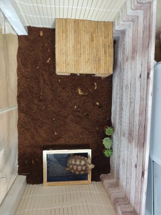 Terrario madera tortugas
