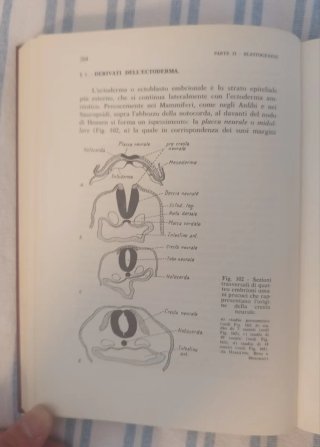Libro di medicina ed embriologia