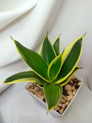 Sansevieria Trifasciata Hahnii Variegada,