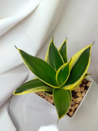 Sansevieria Trifasciata Hahnii Variegada,