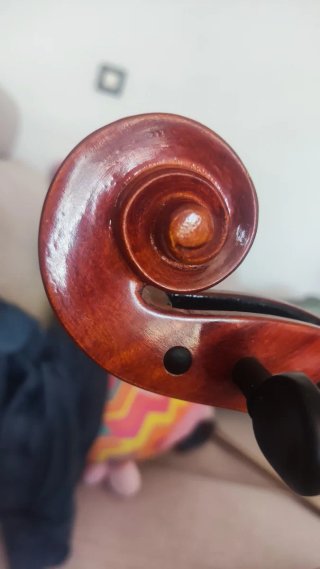 Viola 1973