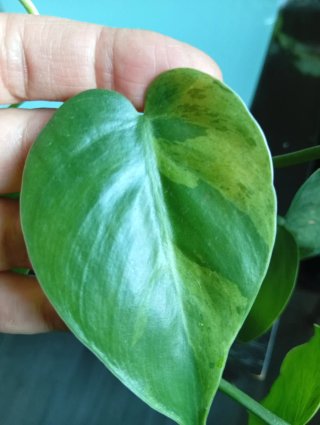 Philodendron Oxicardium Variegado