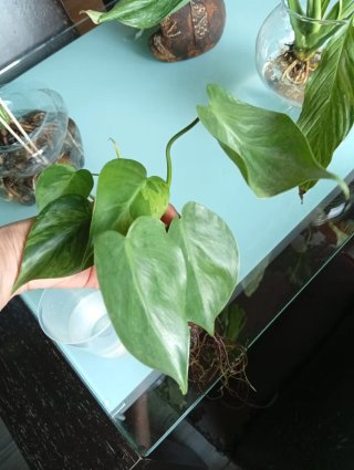 Philodendron Oxicardium Variegado