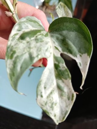 Epipremnum pinnatum Marble Variegada