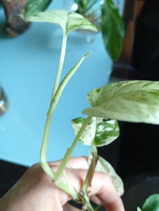 Epipremnum pinnatum Marble Variegada
