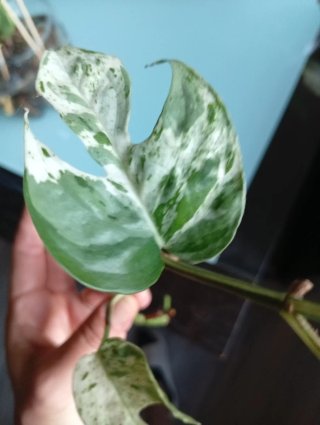 Epipremnum pinnatum Marble Variegada