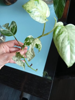 Epipremnum pinnatum Marble Variegada