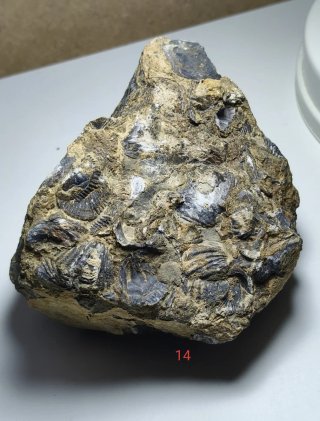 LOTE DE FÓSILES